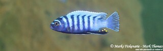 Cynotilapia zebroides &#39;Pombo Rocks&#39;