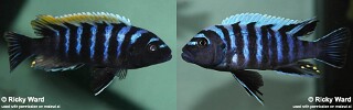 Cynotilapia zebroides &#39;Puulu Island&#39;