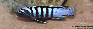 Cynotilapia zebroides &#39;Tchinga Reef&#39;