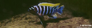 Cynotilapia zebroides &#39;Thumbi Point&#39;