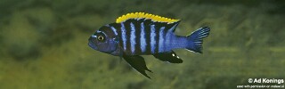 Cynotilapia zebroides &#39;Undu Reef&#39;