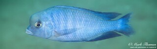 Cyrtocara moorii &#39;Blue Earth Point&#39;