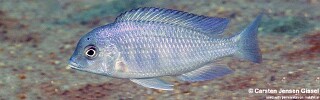 Cyrtocara moorii &#39;Nkhata Bay&#39;