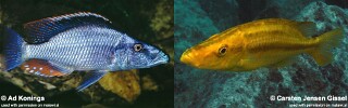 Dimidiochromis compressiceps Malawi Eyebiter
