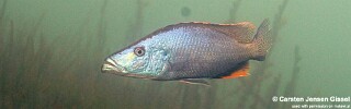 Dimidiochromis compressiceps &#39;Chiofu&#39;