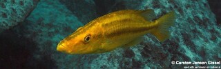 Dimidiochromis compressiceps &#39;Chiwi Rocks&#39;