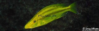 Dimidiochromis compressiceps &#39;Linganjala Reef&#39;
