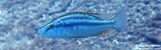 Dimidiochromis compressiceps &#39;Maingano Island&#39;
