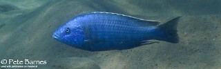 Dimidiochromis kiwinge &#39;Border&#39;