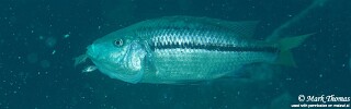 Dimidiochromis kiwinge &#39;Chiwi Rocks&#39;
