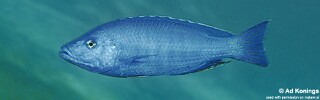 Dimidiochromis kiwinge &#39;Magunga&#39;