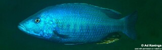 Dimidiochromis kiwinge &#39;Zimbawe Rock&#39;