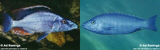 Dimidiochromis