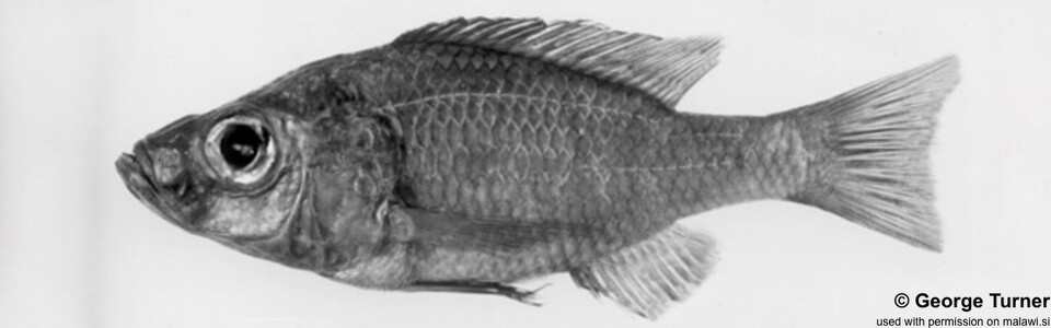 Diplotaxodon aeneus