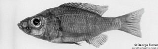 Diplotaxodon aeneus