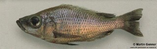 Diplotaxodon altus Diplotaxodon sp. &#39;similis white-back south&#39;