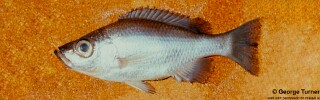 Diplotaxodon altus &#39;South East Arm&#39;