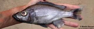 Diplotaxodon argenteus &#39;Cape Maclear&#39;