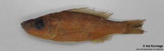 Diplotaxodon dentatus &#39;Thumbi East Island&#39;