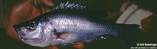 Diplotaxodon greenwoodi &#39;Chizumulu Island&#39;