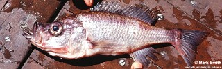 Diplotaxodon greenwoodi