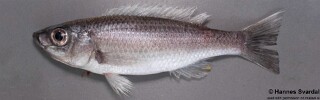 Diplotaxodon limnothrissa