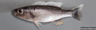 Diplotaxodon limnothrissa &#39;Monkey Bay&#39;