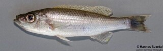 Diplotaxodon limnothrissa &#39;Nkhata Bay&#39;