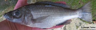 Diplotaxodon longimaxilla &#39;Nkhata Bay&#39;