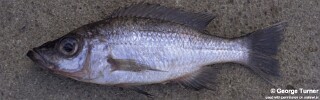 Diplotaxodon longimaxilla