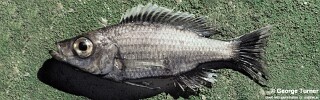 Diplotaxodon macrops