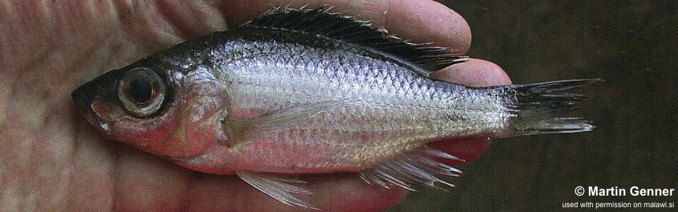 Diplotaxodon sp. 'bigeye blackdorsal' Chilumba Bay - Diplotaxodon sp. 'macrops black dorsal' Chilumba Bay