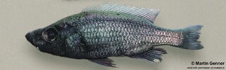 Diplotaxodon sp. &#39;brevimanus&#39; Diplotaxodon sp. &#39;similis white-back north&#39;