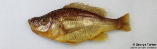 Diplotaxodon sp. &#39;brevimaxillaris&#39;