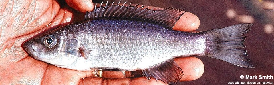 Diplotaxodon sp. 'holochromis' (unknown locality)