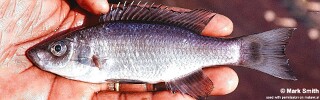 Diplotaxodon sp. &#39;holochromis&#39;