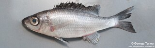 Diplotaxodon sp. &#39;limnothrissa blackdorsal&#39;