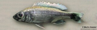 Diplotaxodon sp. &#39;limnothrissa blackpelvic&#39; Nkhata Bay