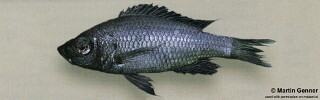 Diplotaxodon sp. &#39;macrops north&#39;