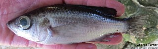 Diplotaxodon sp. 'bigeye blackdorsal' Nkhata Bay.jpg