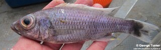 Diplotaxodon sp. &#39;ecclesi white dorsal&#39; South East Arm