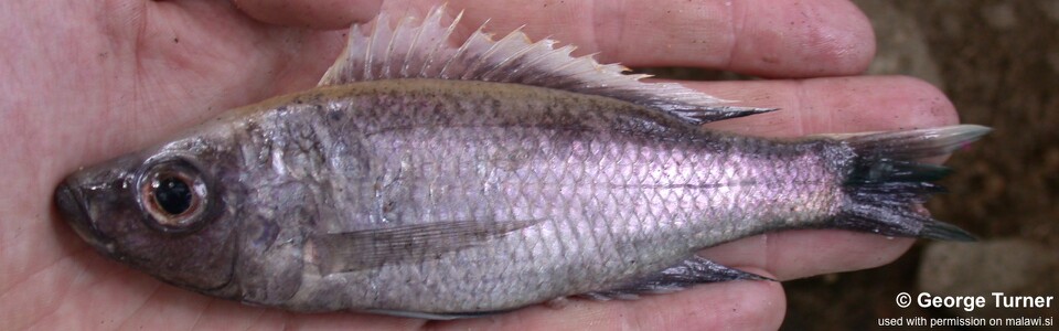 Diplotaxodon sp. 'limnothrissa blackpelvic' (unknown locality)