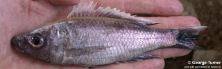 Diplotaxodon sp. 'limnothrissa blackpelvic'.jpg