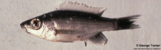 Diplotaxodon sp. &#39;offshore&#39;