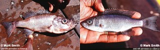 Diplotaxodon