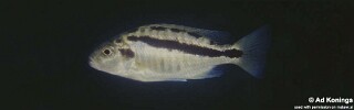 Docimodus evelynae &#39;Minos Reef&#39;