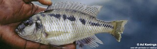 Docimodus johnstoni &#39;Jalo Reef&#39;