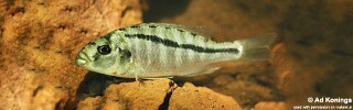 Docimodus johnstoni &#39;Senga Bay&#39;