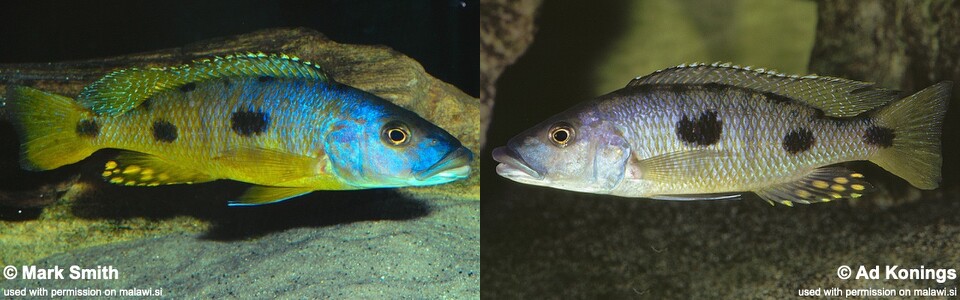 Exochochromis anagenys (unknown locality)
