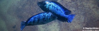 Fossorochromis rostratus &#39;Chesese&#39;